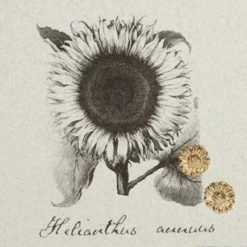 Semaki & Bird, Ltd. Women's Gold Sunflower Earring