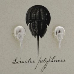 Semaki & Bird, Ltd. Women's Sterling Silver Horseshoe Crab Earring -Outdoor women's clothing store Sterling Silver Horseshoe Crab Earring CARD